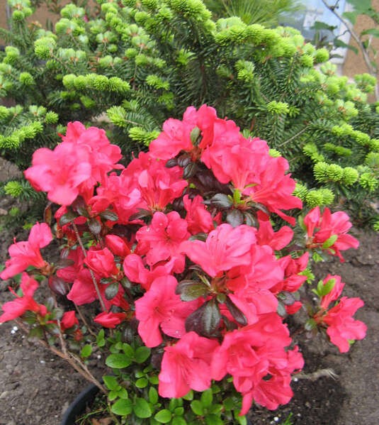Rhododendron (Jap.) 'Maruschka'