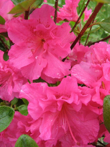 Rhododendron PETTICOAT 'Hachpett'