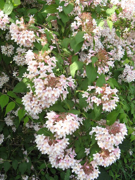 Kolkwitzia amabilis