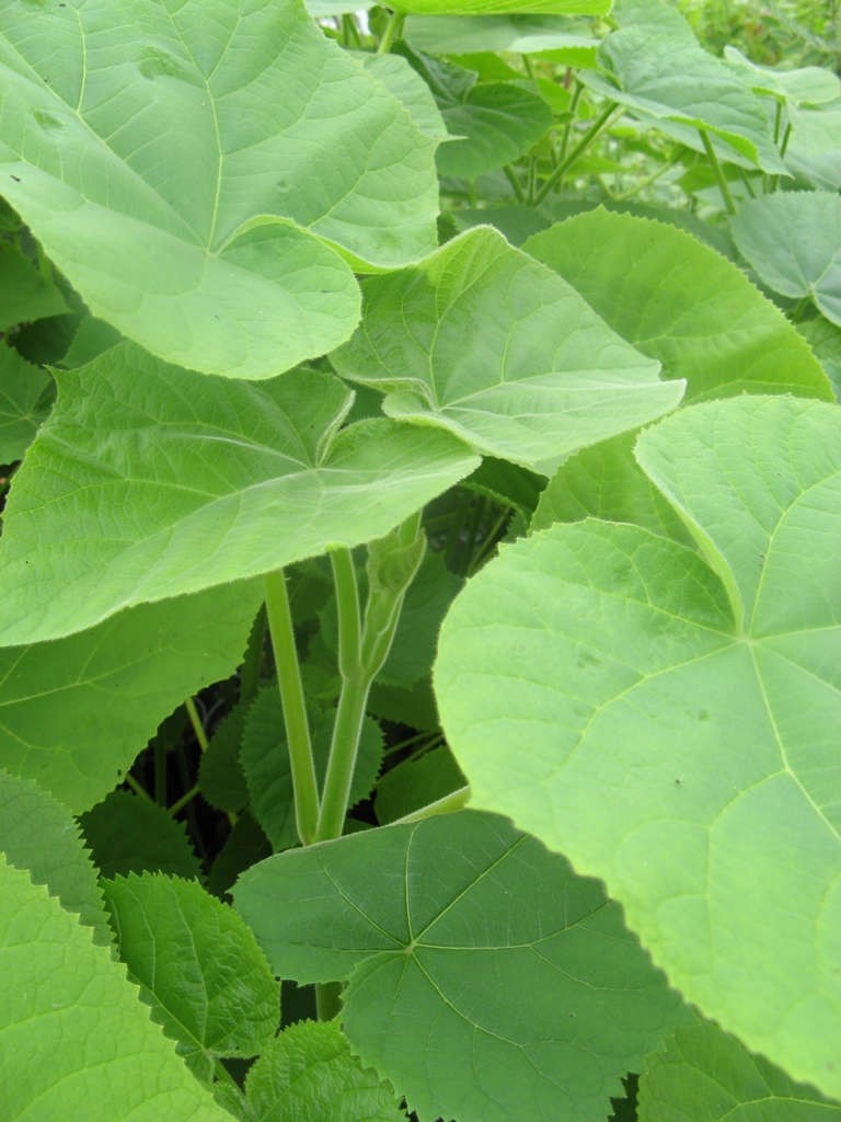 Paulownia omszona