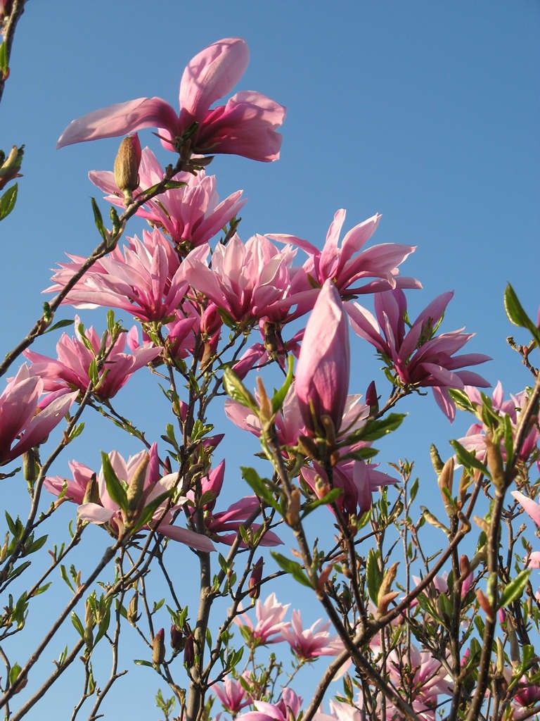Magnolia