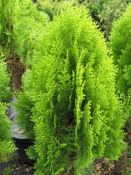 Platycladus orientalis 'Aurea Nana'