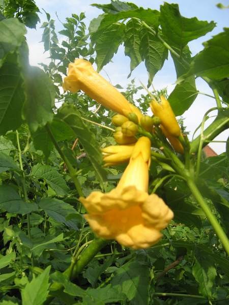 Campsis radicans 'Flava'