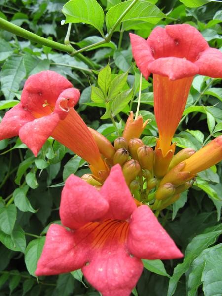 Campsis radicans 'Ursynów'