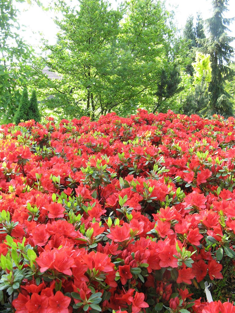 Rhododendron 'Arabesk'