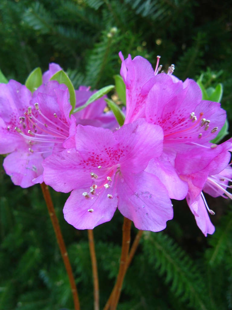 Rhododendron 'Orlice'