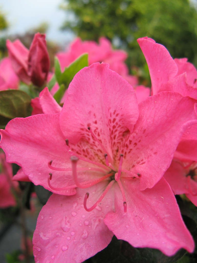 Rhododendron 'Katja'