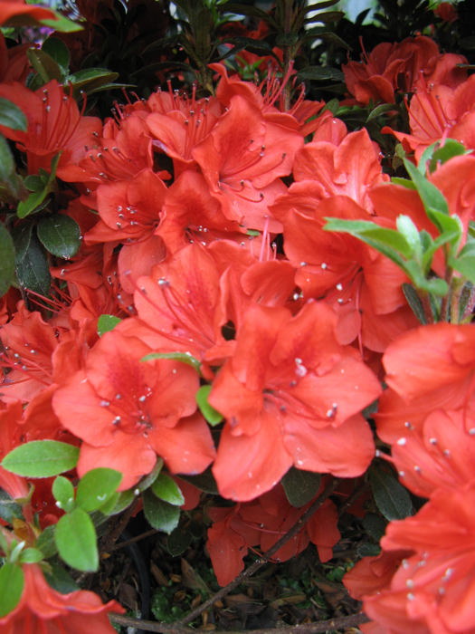 Rhododendron 'Fridoline'