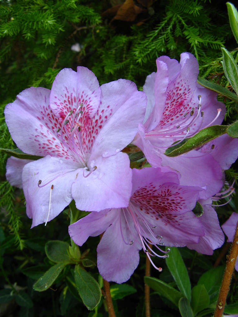 Rhododendron 'Ledikanense'