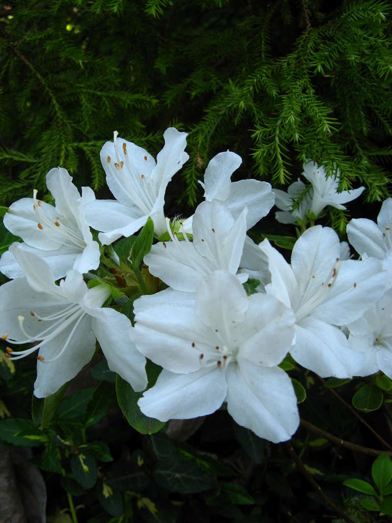 Rhododendron 'Schneewittchen'
