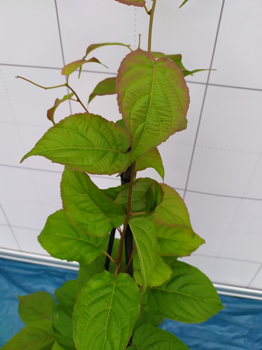 Actinidia kolomikta 'Dr Szymanowski'