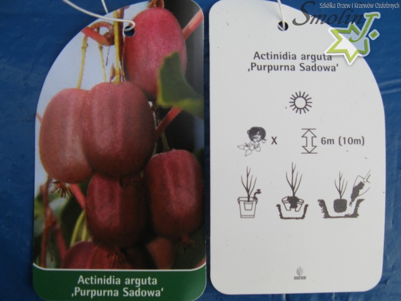 Actinidia arguta 'Purpurna Sadowa'