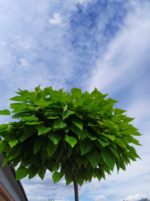 Catalpa bignonioides 'Nana'