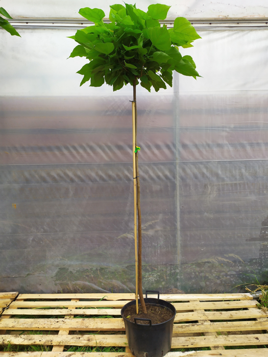 Catalpa bignonioides 'Nana'