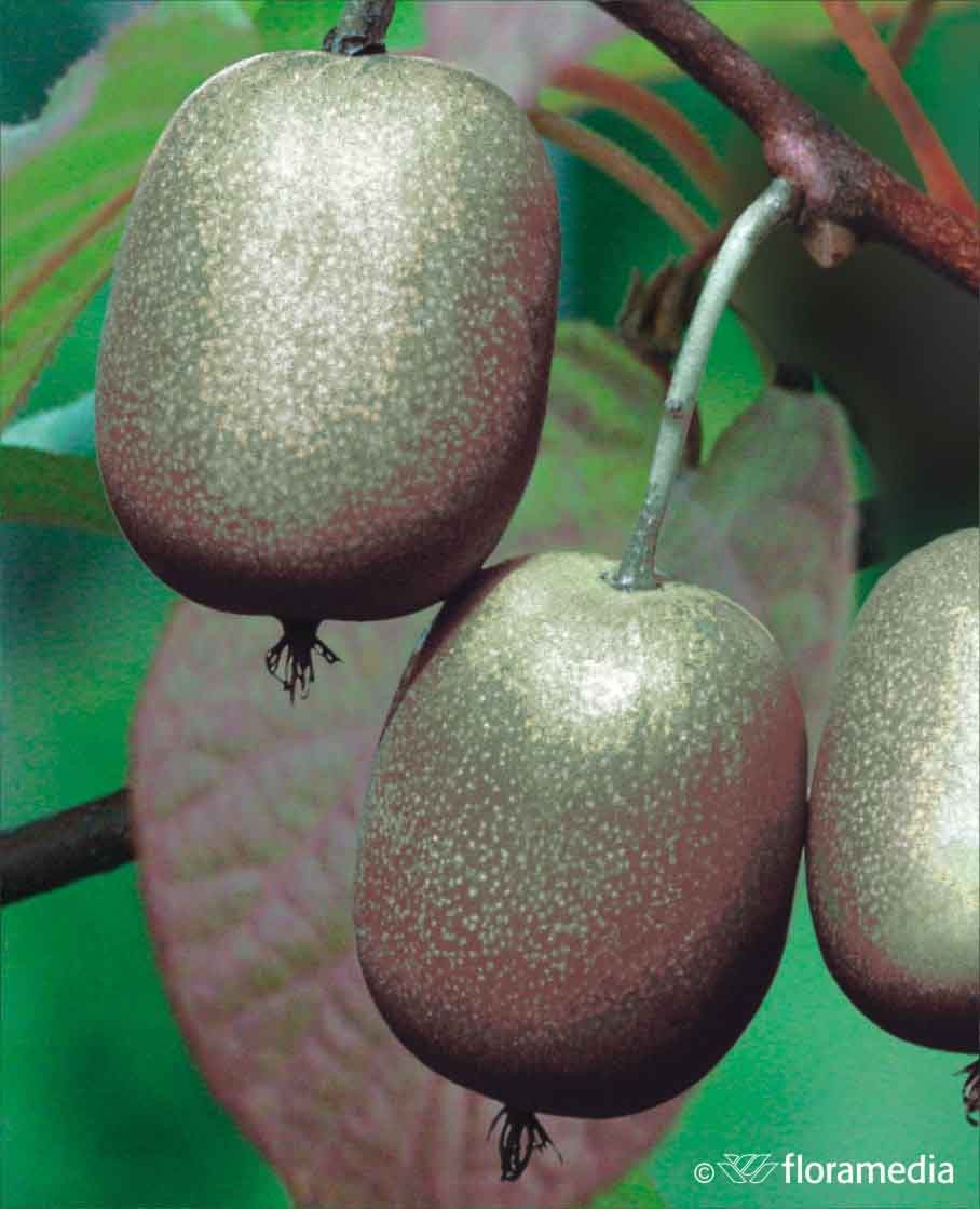 Actinidia arguta 'Ananasnaya'