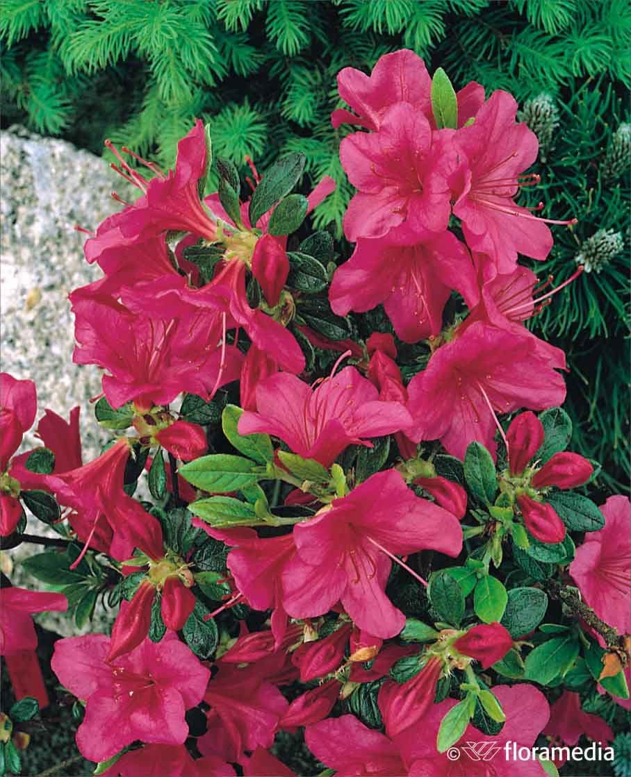 Rhododendron 'Allotria'