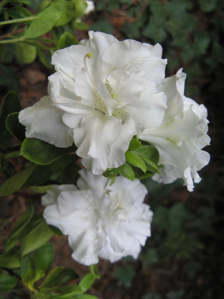 Rhododendron 'Hacheis' EISPRINZESSIN
