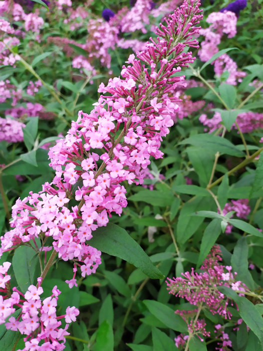 Buddleja davidii 'Pink Delight'