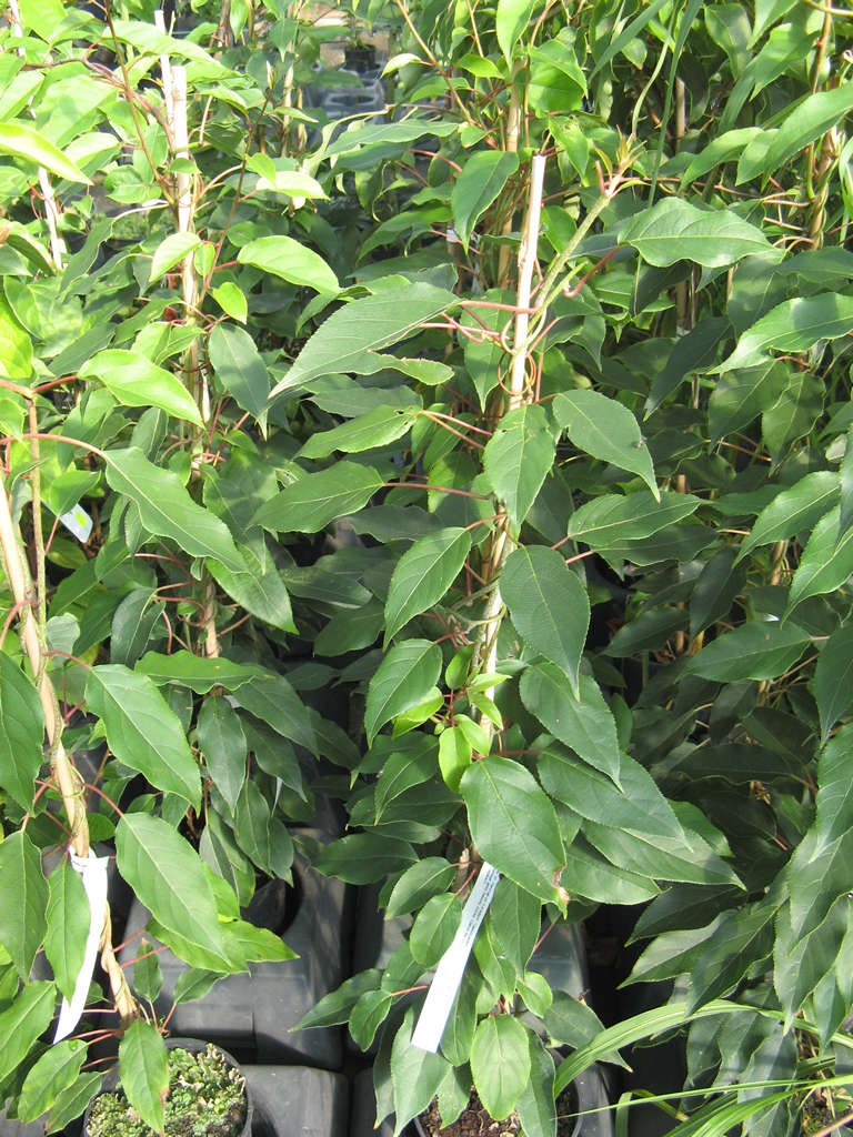 Actinidia arguta 'Ken's Red'