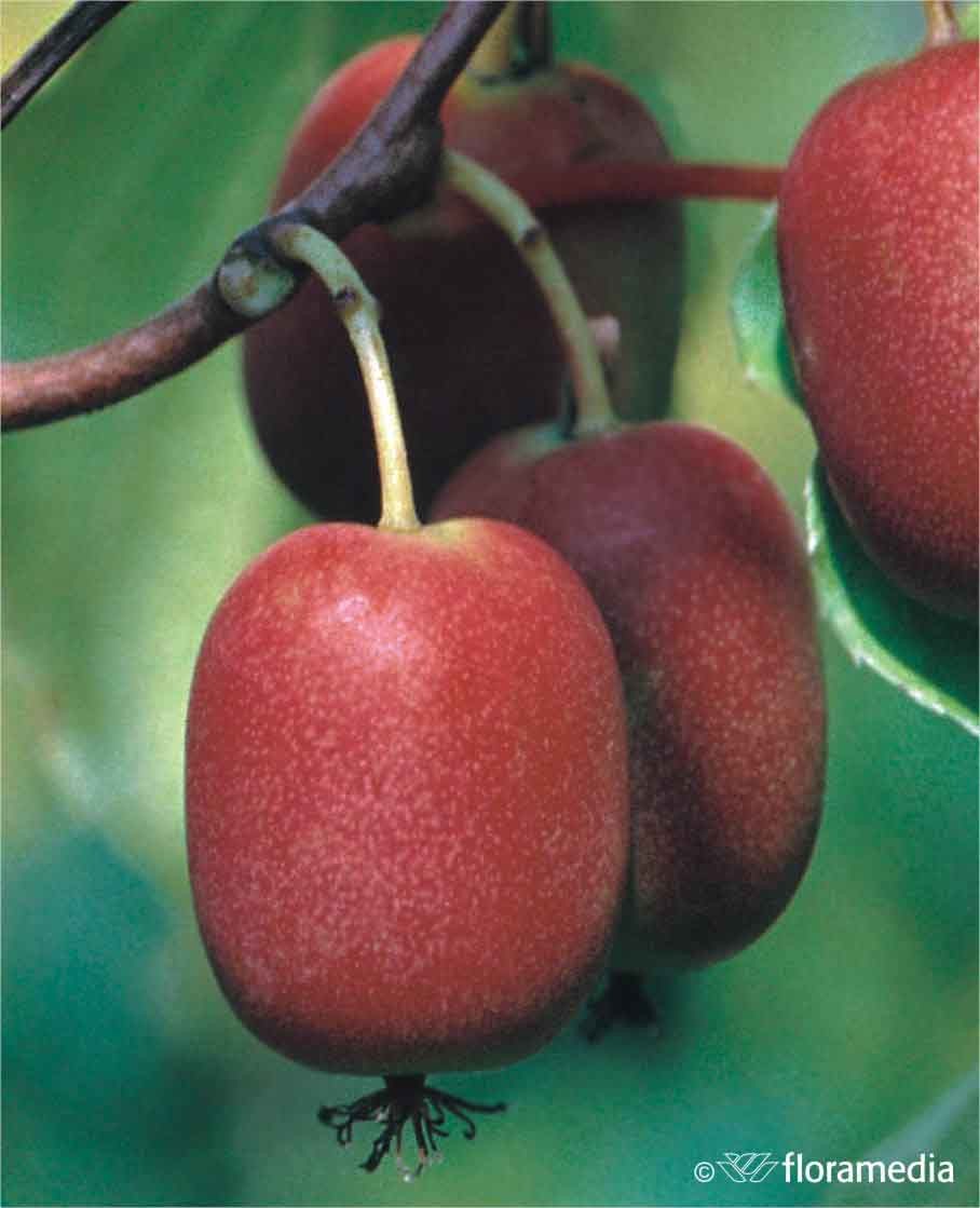 Actinidia purpurea 'Hardy Red'