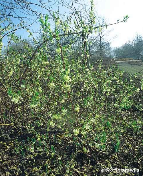 Lonicera caprifolium 'Inga'