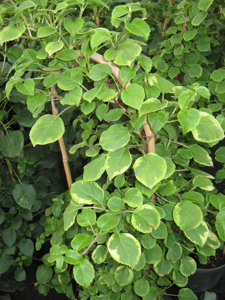 Hydrangea anomala subsp. petiolaris 'Miranda'