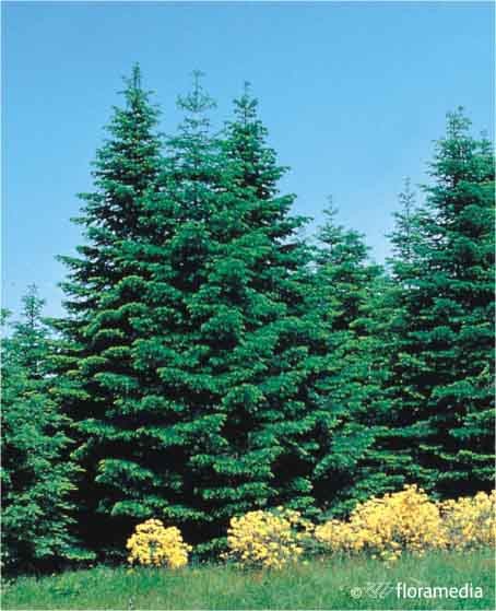 Abies nordmanniana