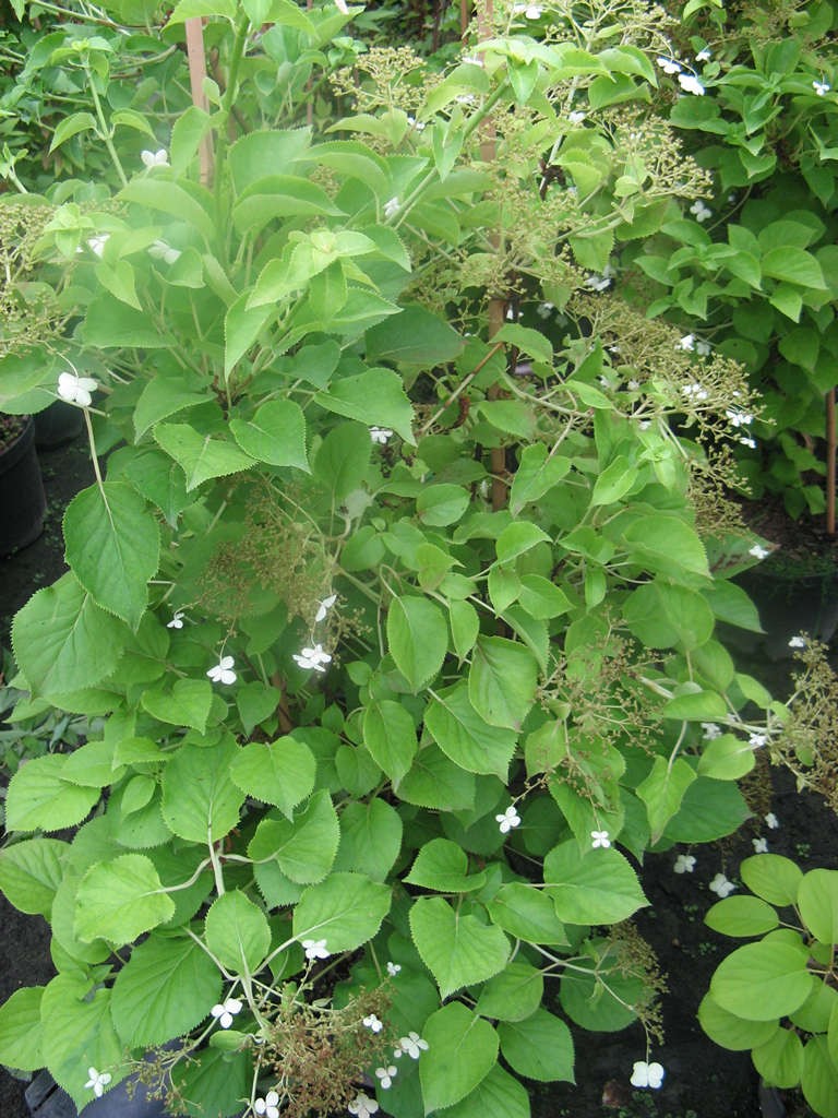 Hydrangea anomala subsp. petiolaris