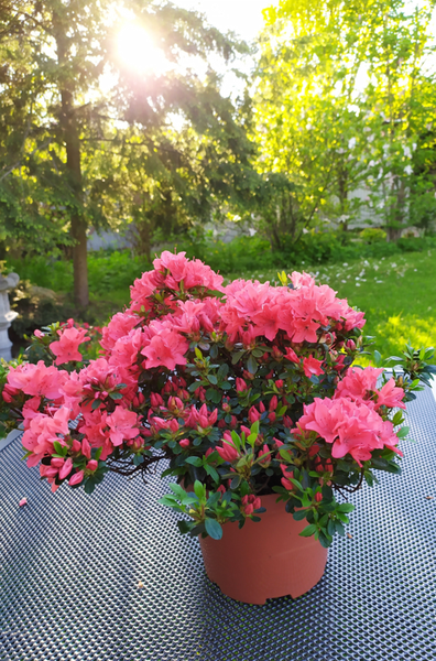 Rhododendron 'Lidia'