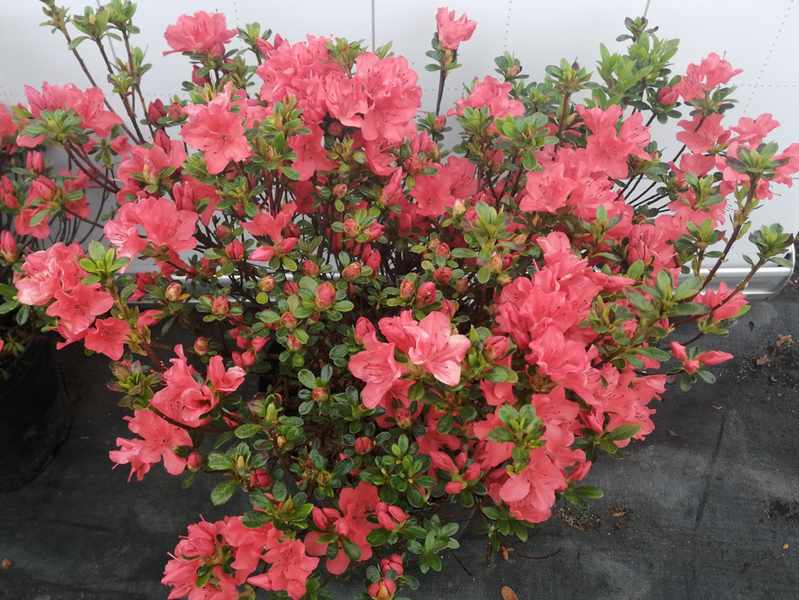 Rhododendron 'Pomarańczowo-czerwony'
