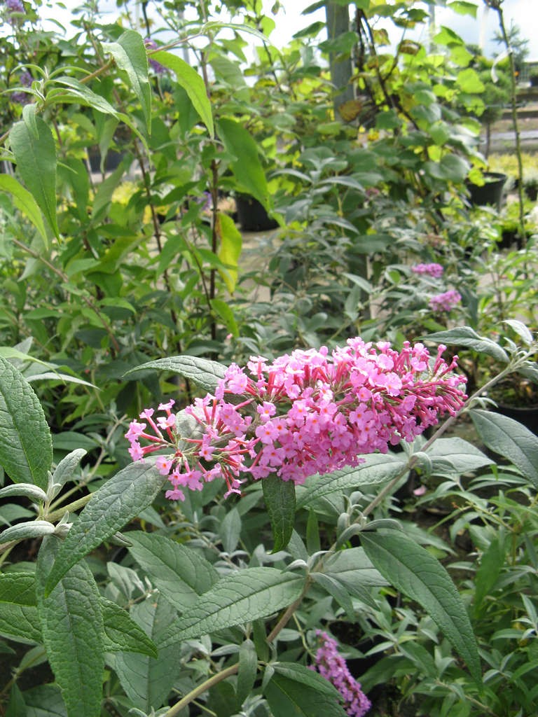 Buddleja davidii 'Ile de France'