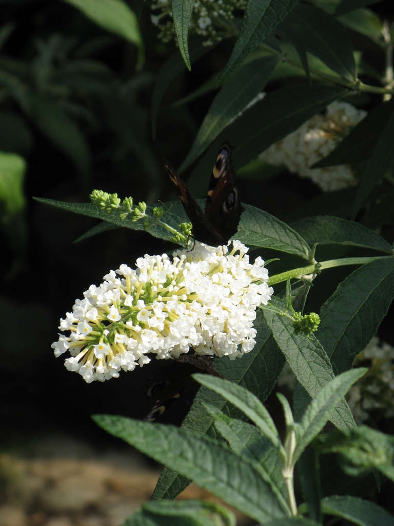 Buddleja davidii 'White Profusion'