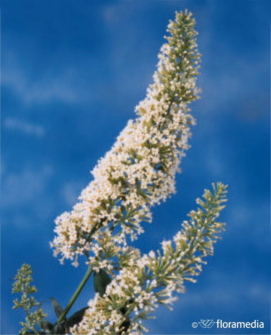 Buddleja davidii 'White Ball'