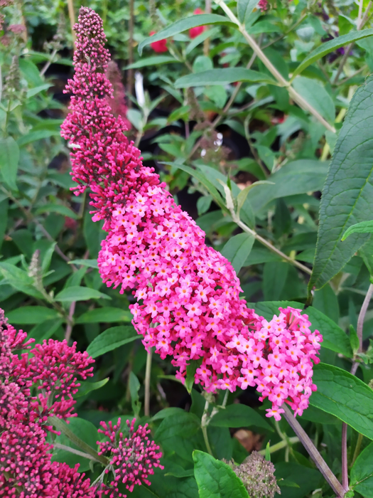 Buddleja davidii 'Prince Charming'