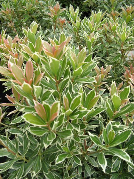 Pieris japonica 'Little Heath'