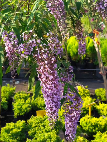 Buddleja davidii 'Wisteria Lane'