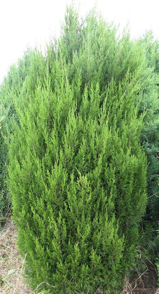 Juniperus chinensis 'Spartan'