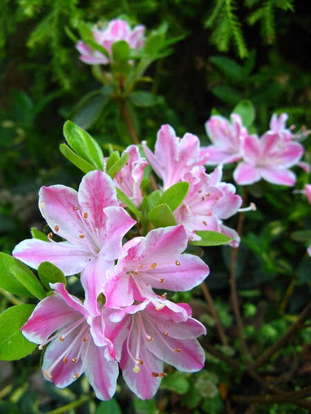 Rhododendron 'Kermesina Rosé'