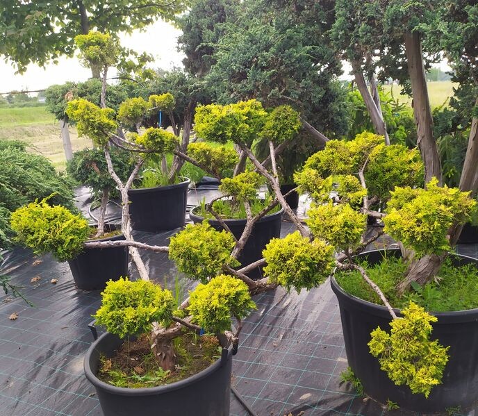 Juniperus