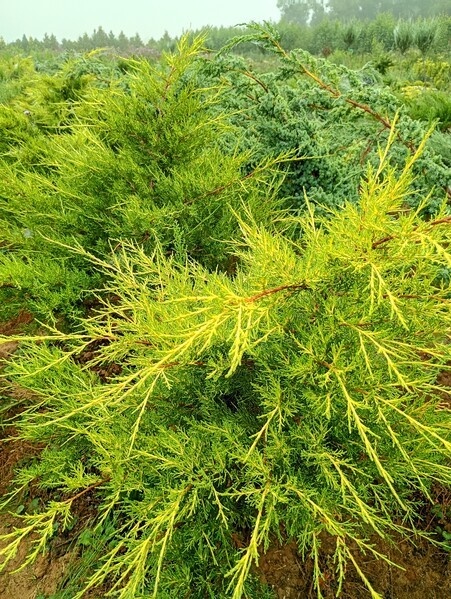 Juniperus chinensis 'Kuriwao Gold'