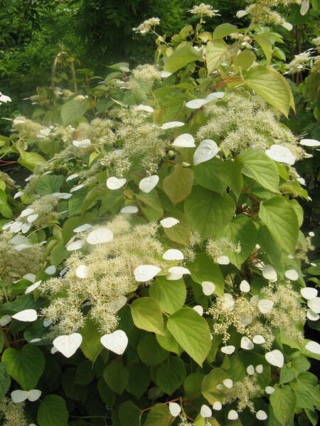 Schizophragma hydrangeoides