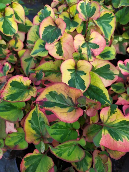 Houttuynia cordata 'Chamaeleon'
