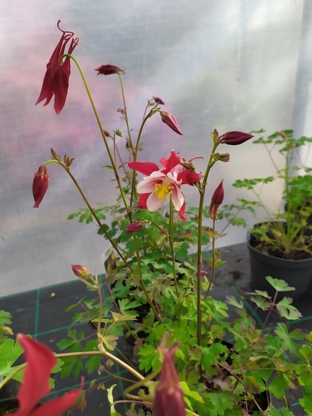 Aquilegia caerulea Crimson Star