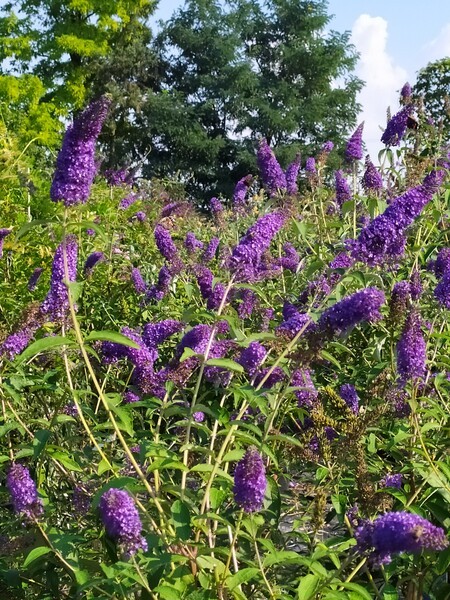 Buddleja davidii 'Empire Blue'