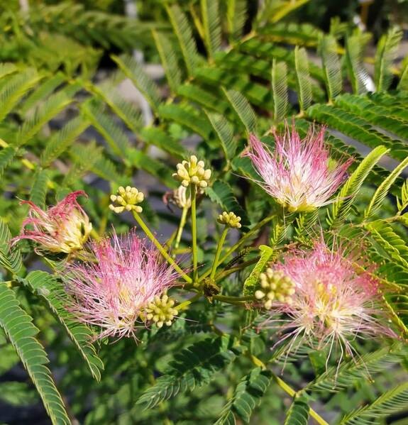 Albizia julibrissin