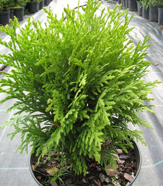 Thuja occidentalis 'Danica'