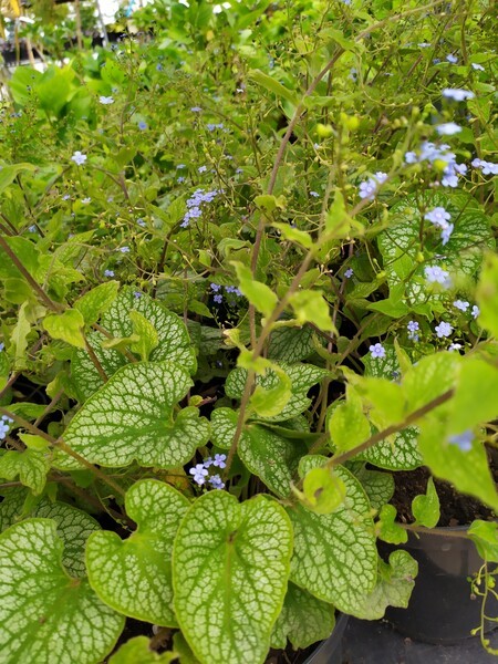 Brunnera 'Alexsander's Great'