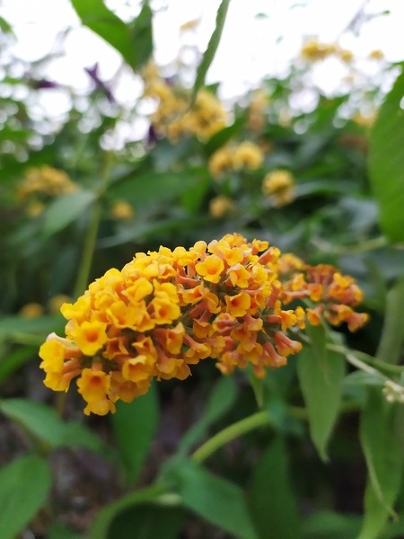 Buddleja ×weyeriana 'Sungold'
