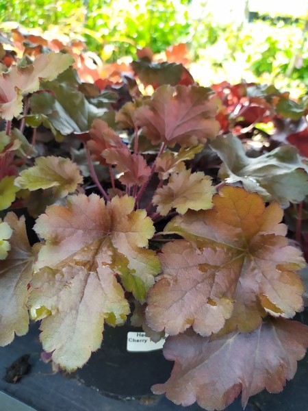 Heuchera 'Cherry Truffles'