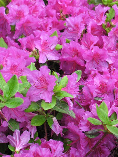 Rhododendron (Jap.)'Königstein'